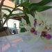 orchideánk