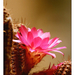 A kaktusz virága 1