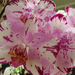 Cirmos orchidea