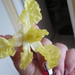 salata orchidea