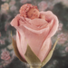 Album - Anne Geddes