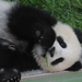 kicsi panda 6