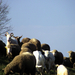 Bárányok és kecskék