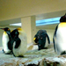 pinguin's .. :))
