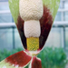 Amorphophallus dunnii4