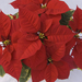 Poinsettia-Eco-Alreddy-Fanc