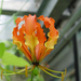 gloriosa superba rothschildiana 2