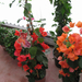 BOUGAINVILLEA SAND. PIRAMIDE 80CM 3L 03