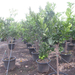 CITRUS SINENSIS 1-2T C30L