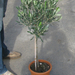 OLEA EUROPEA 1-4T 2,5L