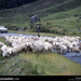 Highland Sheep, Scotland, 1968