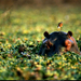 Hippo Hitchhiker, Africa, 1997