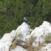 Kék madár a Davidnek :)