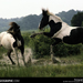 assateague-stallions-760014-sw (Medium)