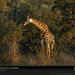 grazing-giraffe-south-africa-249230-sw (Medium)