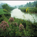 new-river-flowers-516969-sw (Medium)