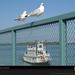 seagulls-railing-pc07epad1kob104-sw (Medium)