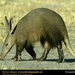 aardvark (Medium)