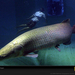 arapaima-diver-sw (Medium)