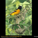 baltimore-oriole (Medium)