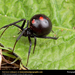 black-widow-spider (Medium)