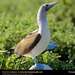 blue-footed-booby (Medium)