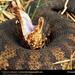 eastern-cottonmouth-water-snake (Medium)