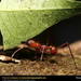 leaf-cutter-ant (Medium)