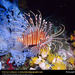 lion-fish (Medium)