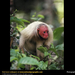 red-uakari-monkey (Medium)