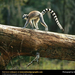 ring-tailed-lemur-log (Medium)