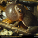 spring-peeper-frog (Medium)