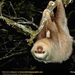 two-toed-sloth (Medium)