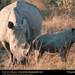 white-rhino (Medium)