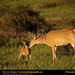 white-tailed-deer (Medium)