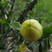 gránát alma virága bimbó[1600x1200]