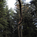 erdő fa görcsös fa [1600x1200]
