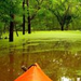 green leaves on lake