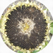 Sunflower 55 89