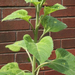 Sunflowers' leaves (side view)