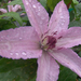 clematis hagley hybrid