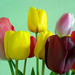 tulipánok8-1