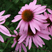 Echinacea