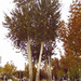 Iszfahán, szokás szerint párosával ültetett fák