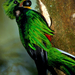 quetzal-national-bird-517958-ga