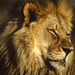 african-lion-male-head