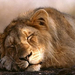 asian-lion-sleeping