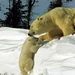 polar-bear-coaxing-baby