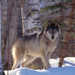 normal Full Profile, Gray Wolf