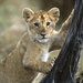 normal 3 Month Old Lion Cub, Masai Mara National Reserve, Kenya